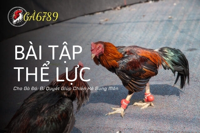 Các Bài Tập Thể Lực Cho Gà Đá: Bí Quyết Giúp Chiến Kê Sung Mãn