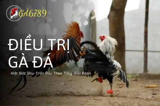 Cách Điều Trị Gà Đá Kiệt Sức Sau Trận Đấu Theo Từng Giai Đoạn