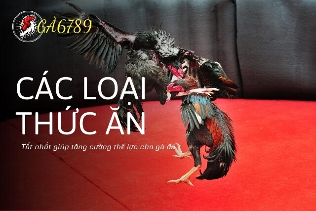 Các loại thức ăn tốt nhất giúp tăng cường thể lực cho gà đá