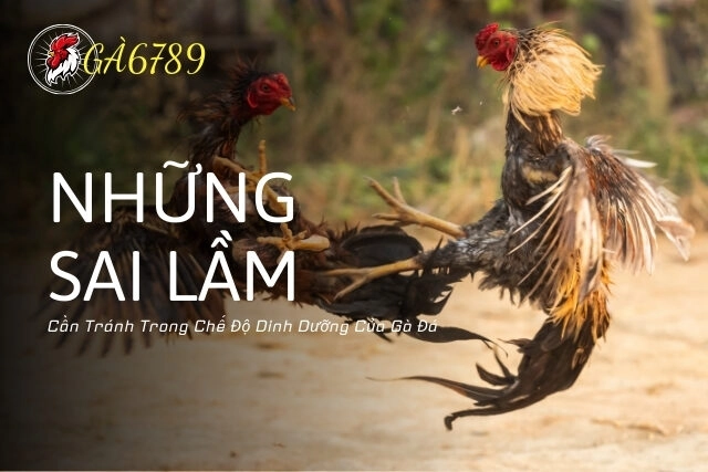 Những Sai Lầm Cần Tránh Trong Chế Độ Dinh Dưỡng Của Gà Đá