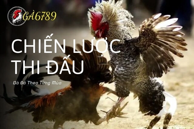Chiến Lược Thi Đấu Gà Đá Theo Từng Mùa – Bí quyết giúp chiến kê luôn đạt phong độ đỉnh cao