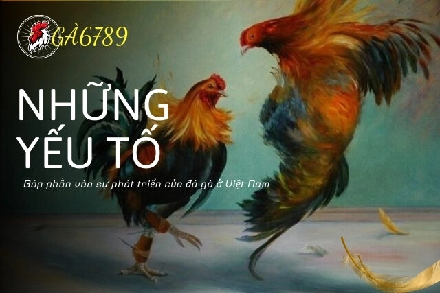 Những yếu tố góp phần vào sự phát triển của đá gà ở Việt Nam