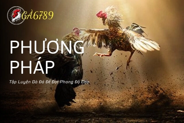 phương pháp tập luyện gà đá để đạt phong độ cao