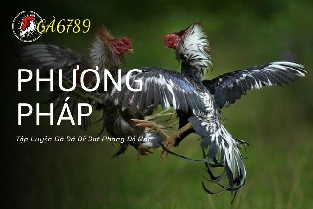 Phương Pháp Tập Luyện Gà Đá Để Đạt Phong Độ Cao