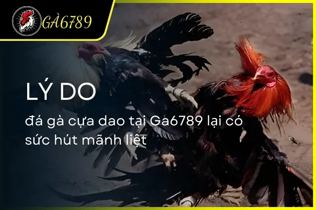 Những lý do khiến đá gà gắn cựa dao lại trở nên thu hút