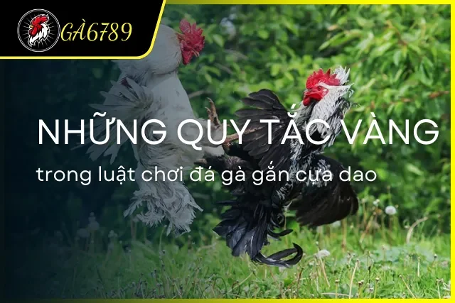 Những quy tắc mà người chơi cần biết khi chơi cựa dao