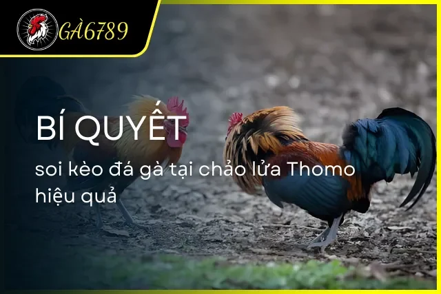 Bí quyết soi kèo Thomo cực kỳ hiệu quả từ cao thủ quyền lại